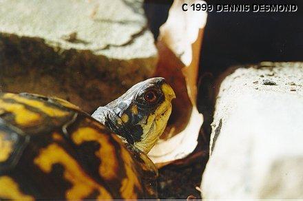 cutie01-Eastern Box Turtle-by Dennis Desmond.jpg