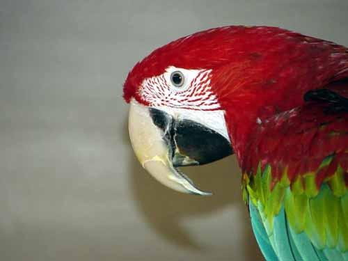 d001-Green-winged Macaw-by Doris Widtmann.jpg