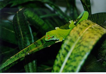daygecko001-Giant Madagascar Day Gecko-by Dennis Desmond.jpg