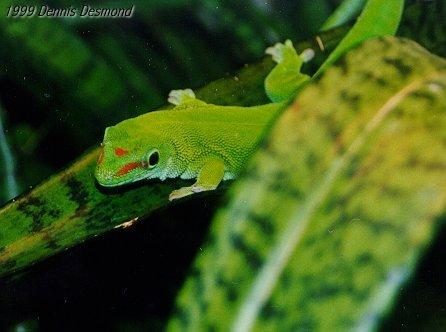 daygecko002-Giant Madagascar Day Gecko-by Dennis Desmond.jpg