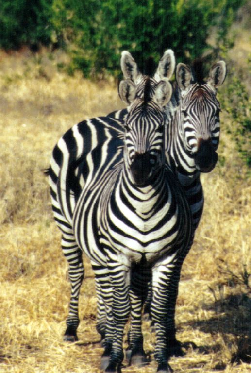 dn-Plains zebra-potd2-by Darren New.jpg