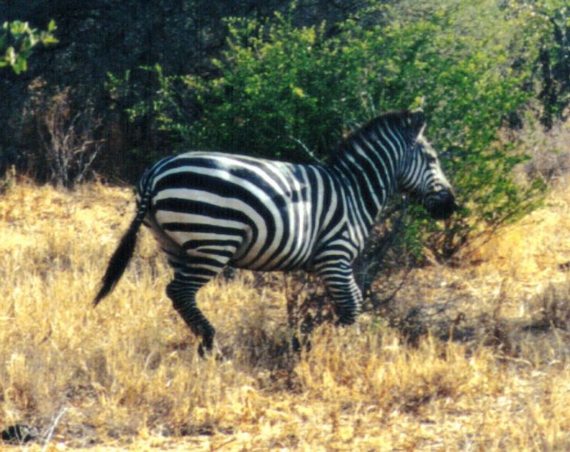 dn-Plains zebra-potd4-by Darren New.jpg