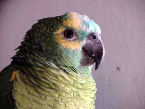 e002-Blue-fronted Amazon Parrot-by Doris Widtmann.jpg