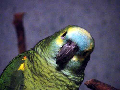 e006-Blue-fronted Amazon Parrot-by Doris Widtmann.jpg