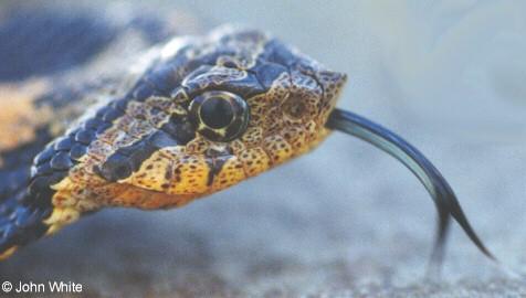 eh ag02b-Eastern Hognose Snake-by John White.jpg