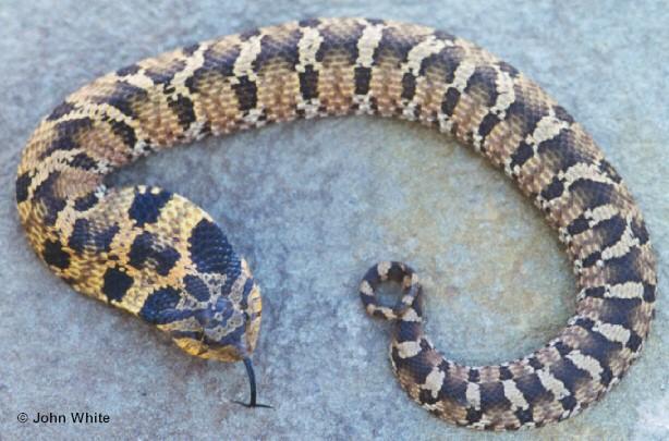 eh red-Eastern Hognose Snake-by John White.jpg