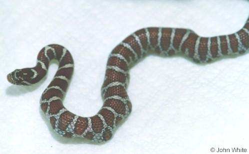emilk-Eastern Milk Snake-by John White.jpg