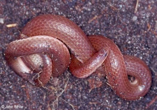ewormsn1-Eastern Worm Snake-by John White.jpg