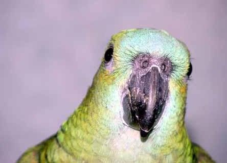 f001-Blue-fronted Amazon Parrot-by Doris Widtmann.jpg