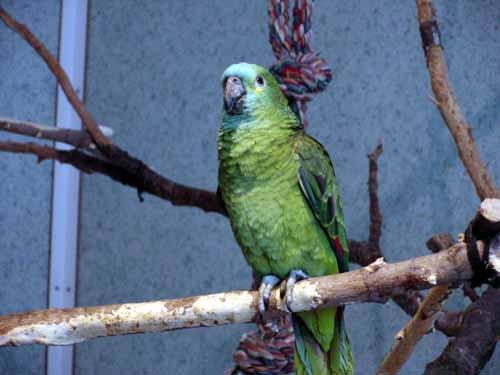 f011-Blue-fronted Amazon Parrot-by Doris Widtmann.jpg