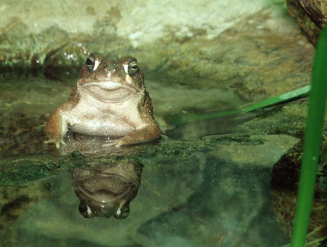 frog1-Southwestern Toads-by Shirley Curtis.jpg