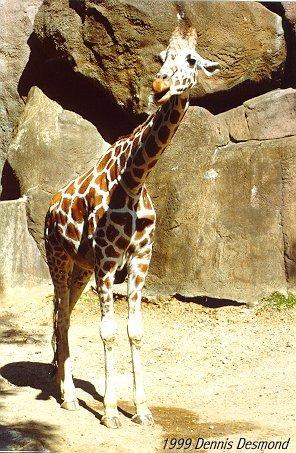 giraffe02-portrait-by Dennis Desmond.jpg
