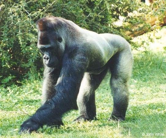 gor01-Silverback Gorilla-by John White.jpg