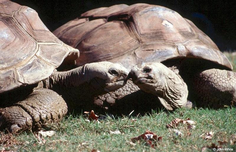 gt-Galapagos Giant Tortoises-by John White.jpg