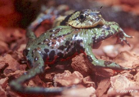 hog1-Eastern Hognose Snake-eats Oriental Fire-bellied Toad-by John White.jpg