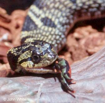 hog4-Eastern Hognose Snake-face closeup at dinner-by John White.jpg