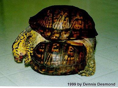 humpjaw2-Eastern Box Turtles-by Dennis Desmond.jpg