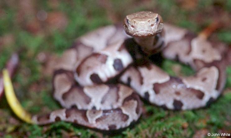 jcopperz-Copperhead Snake-juvenile-by John White.jpg