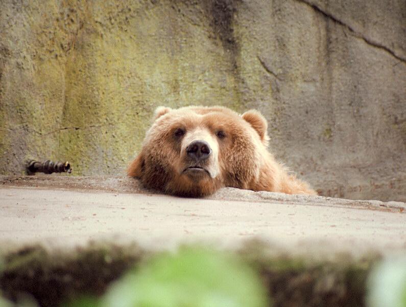 joybear002-Kodiak Bear-by Ralf Schmode.jpg