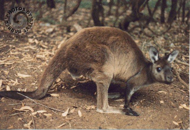 kanga-Gray Kangaroo-by Steve Barber.jpg