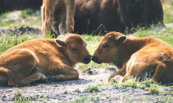 l buff-Baby Buffalos-Bisons-resting on grass-by John White.jpg