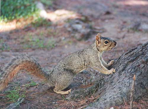 lwf1-Western Gray Squirrel-up tree-by Gregg Elovich.jpg