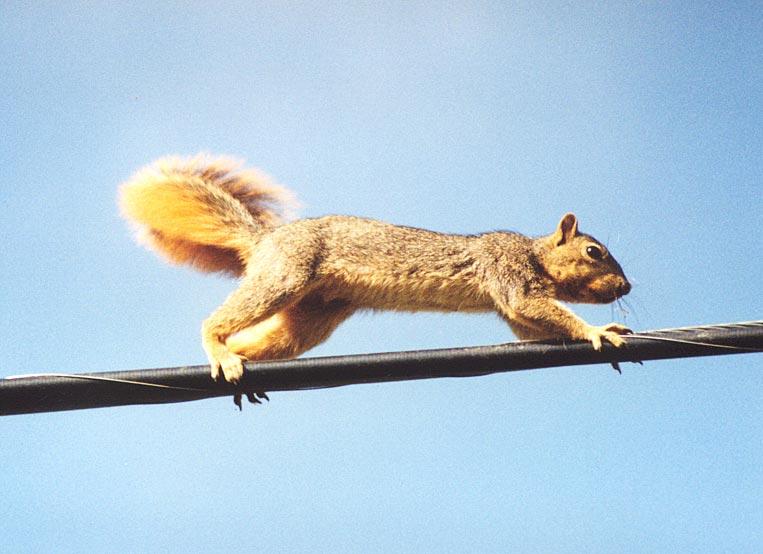 lwf2-Western Gray Squirrel-on wire-by Gregg Elovich.jpg