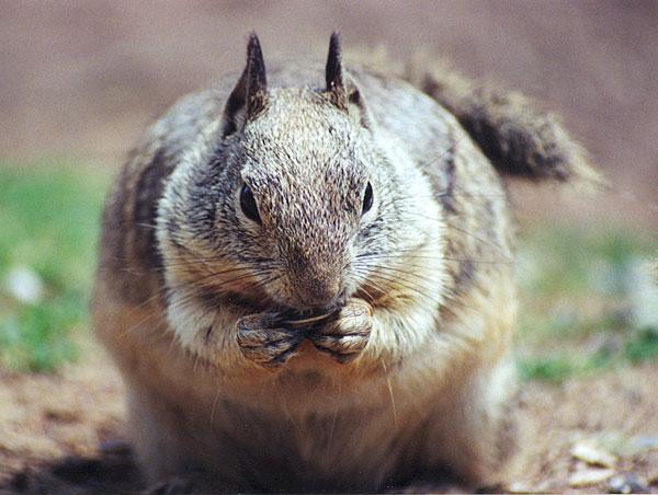 lwf4-California Ground Squirrel-by Gregg Elovich.jpg