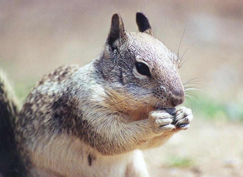 lwf5-California Ground Squirrel-by Gregg Elovich.jpg