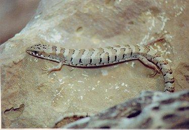 madallig001-Arizona Alligator Lizard-by Dennis Desmond.jpg