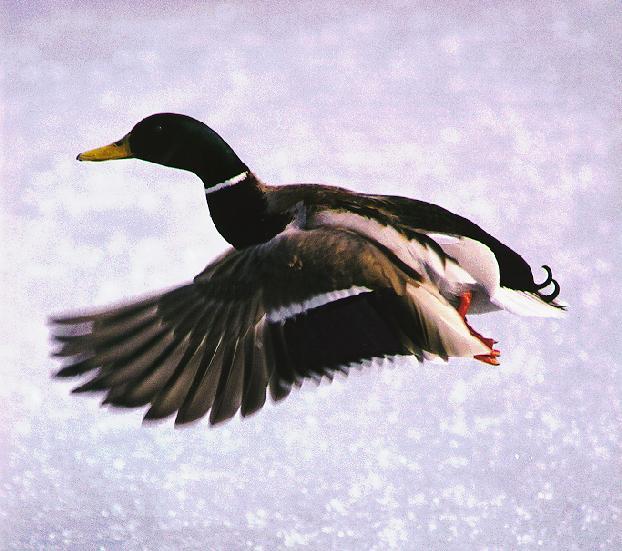 mallard9-Mallard Duck-flight.jpg