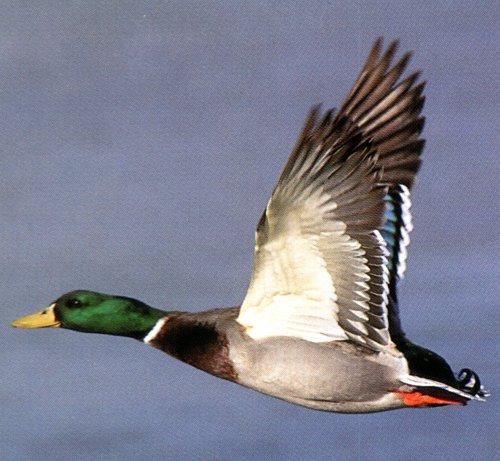 mallard duck-flight.jpg