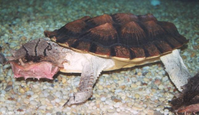 matamata1-Mata-mata Turtle-by John White.jpg