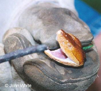 mc 05-Copperhead Snake-caught in hand-by John White.jpg
