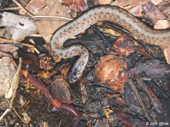 n brown01-Northern Brown Snake-and-Earthworm-John White.jpg