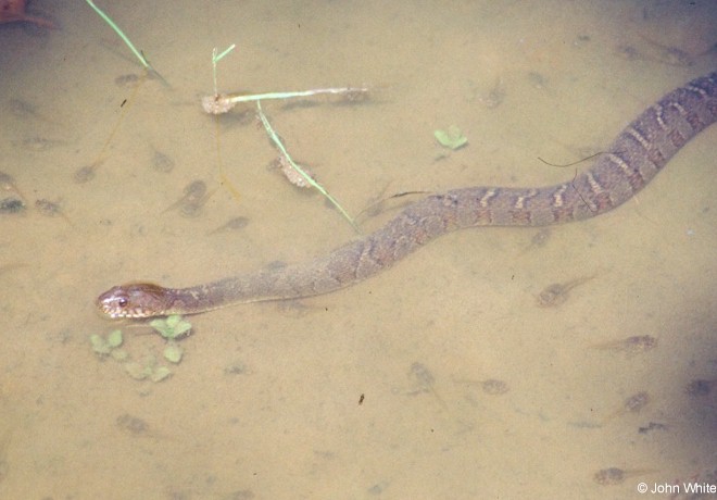 nwater06-Northern Water Snake-and-Tadpoles-John White.jpg