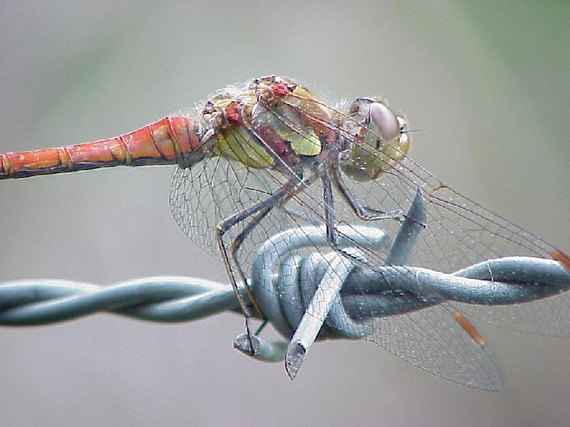 o000101-Dragonfly-by Eduardo Sabal.jpg