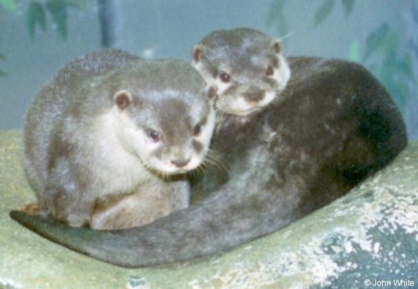 ootter-Oriental-or-Asian Small-clawed Otter-by John White.jpg