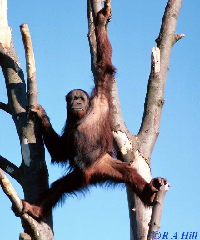 orang1-Orangutan-by Alan Hill.jpg