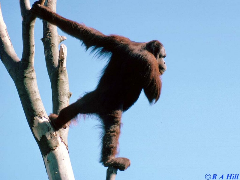 orang2-Orangutan-by Alan Hill.jpg