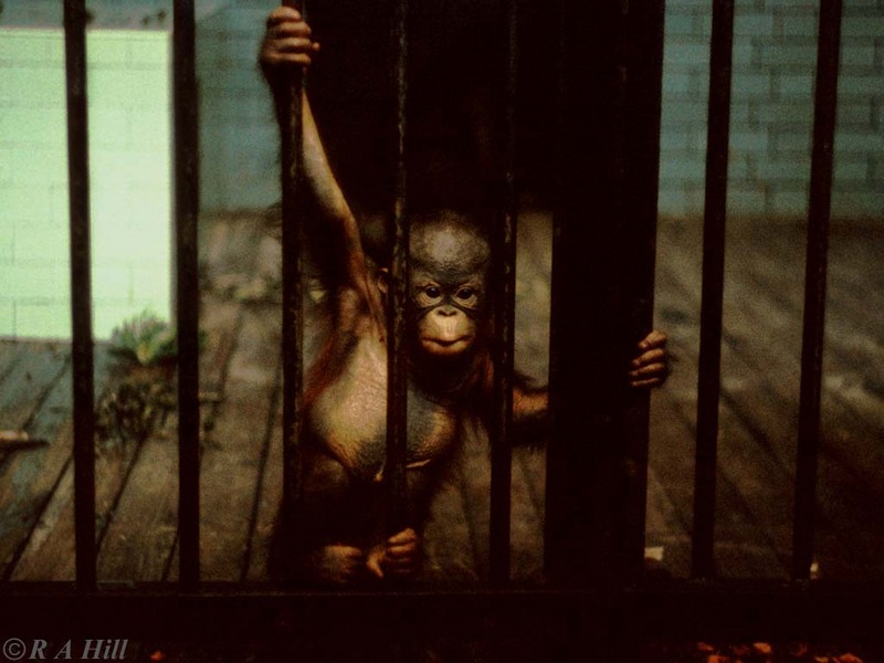 oranginf1-Orangutan-by Alan Hill.jpg
