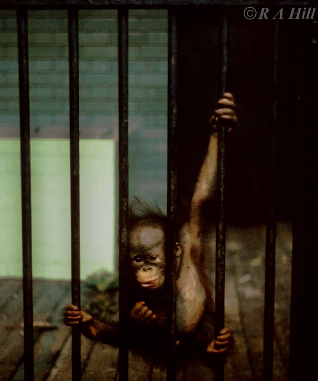 oranginf2-Orangutan-by Alan Hill.jpg