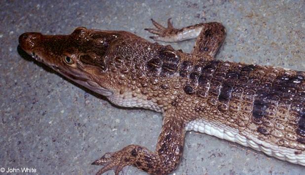 phcroc-Philippine Crocodile-John White.jpg