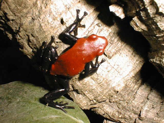 red g-Splash-backed Poison-Dart Frog-by Michael Shrom.jpg