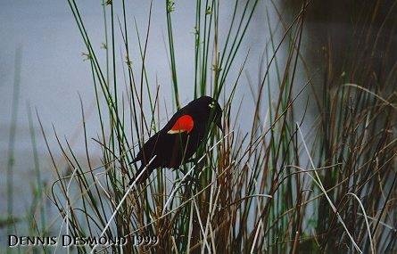 redwing-Red-winged Blackbird-by Dennis Desmond.jpg