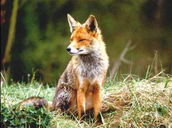 reintje2-Red Fox-by Eduardo Sabal.jpg