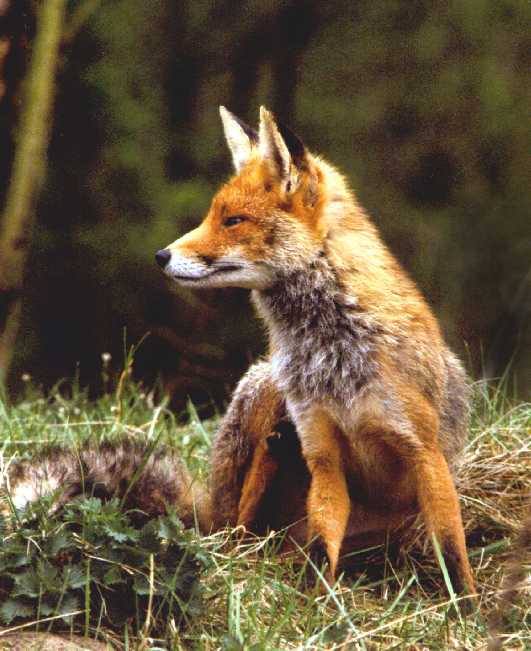 reintje3-Red Fox-sitting on grass-by Eduardo Sabal.jpg