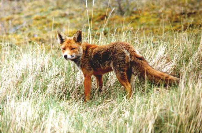 reintje4-Red Fox-by Eduardo Sabal.jpg