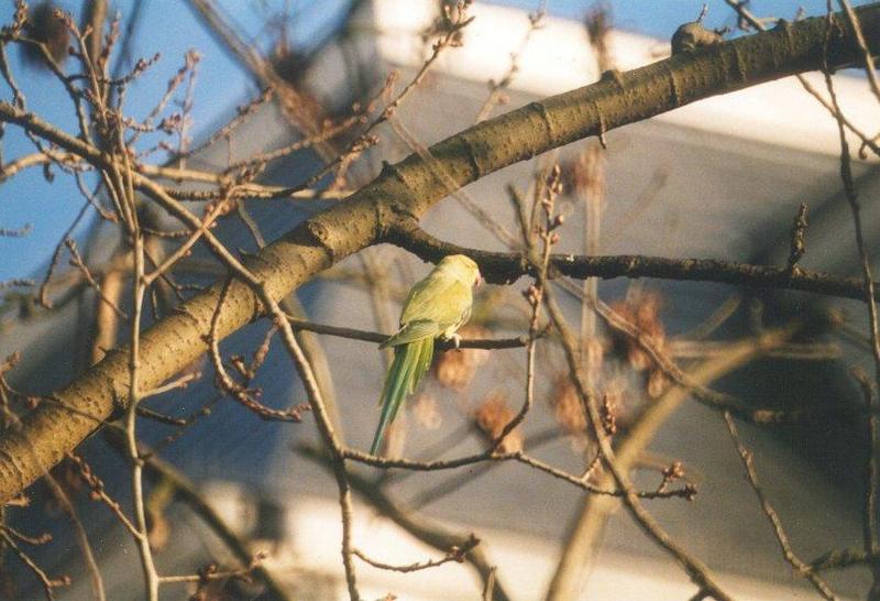 rose-ringed parakeet1-by MKramer.jpg