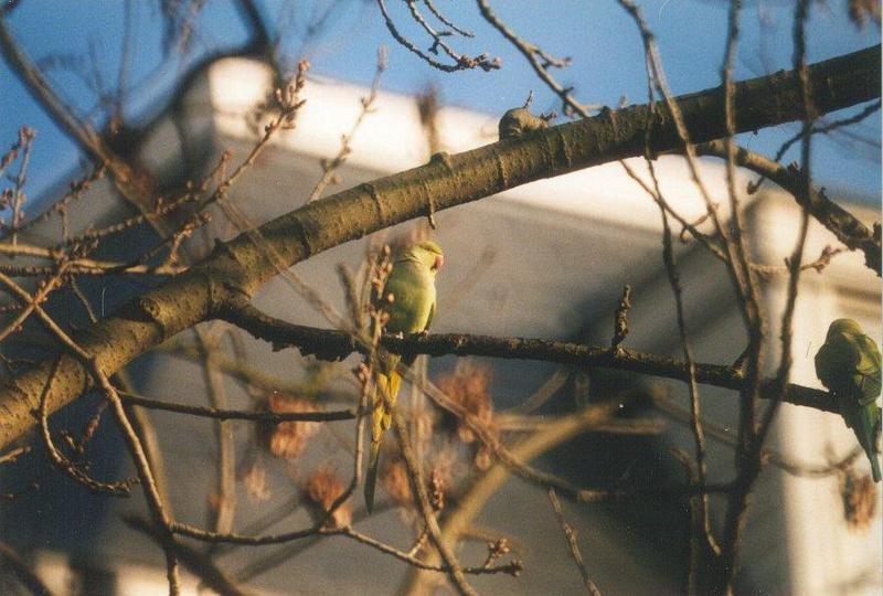 rose-ringed parakeet2-by MKramer.jpg